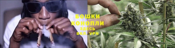 прущие грибы Новозыбков