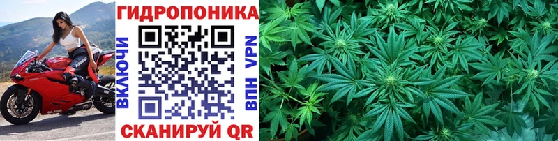 Канабис Ganja Курчалой